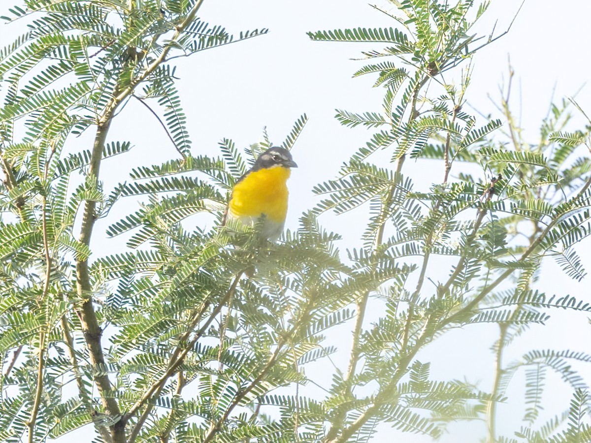 Yellow-breasted Chat - ML622943349