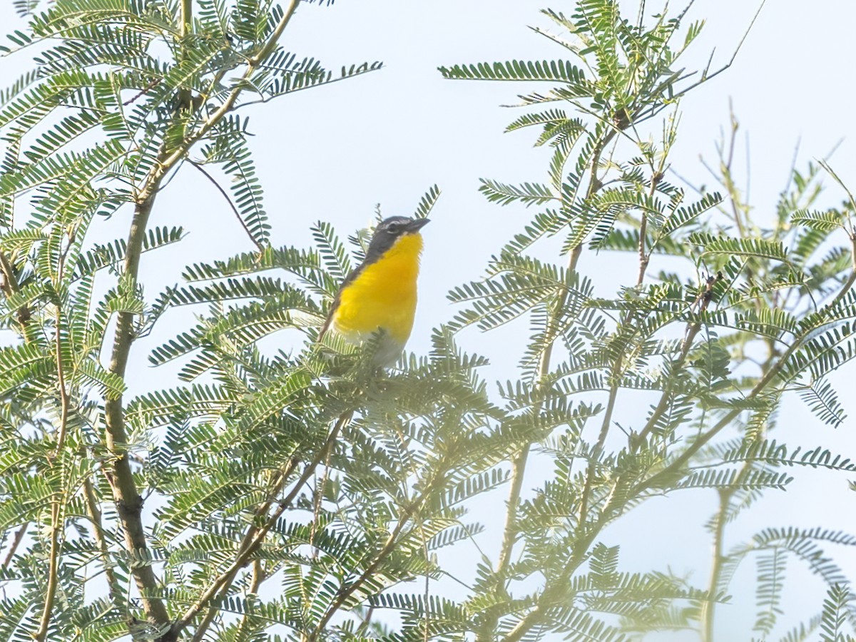 Yellow-breasted Chat - ML622943350