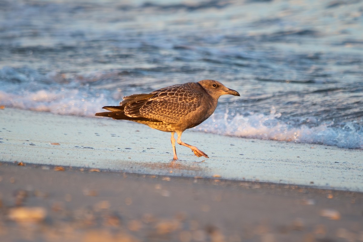American Herring Gull - ML622943356
