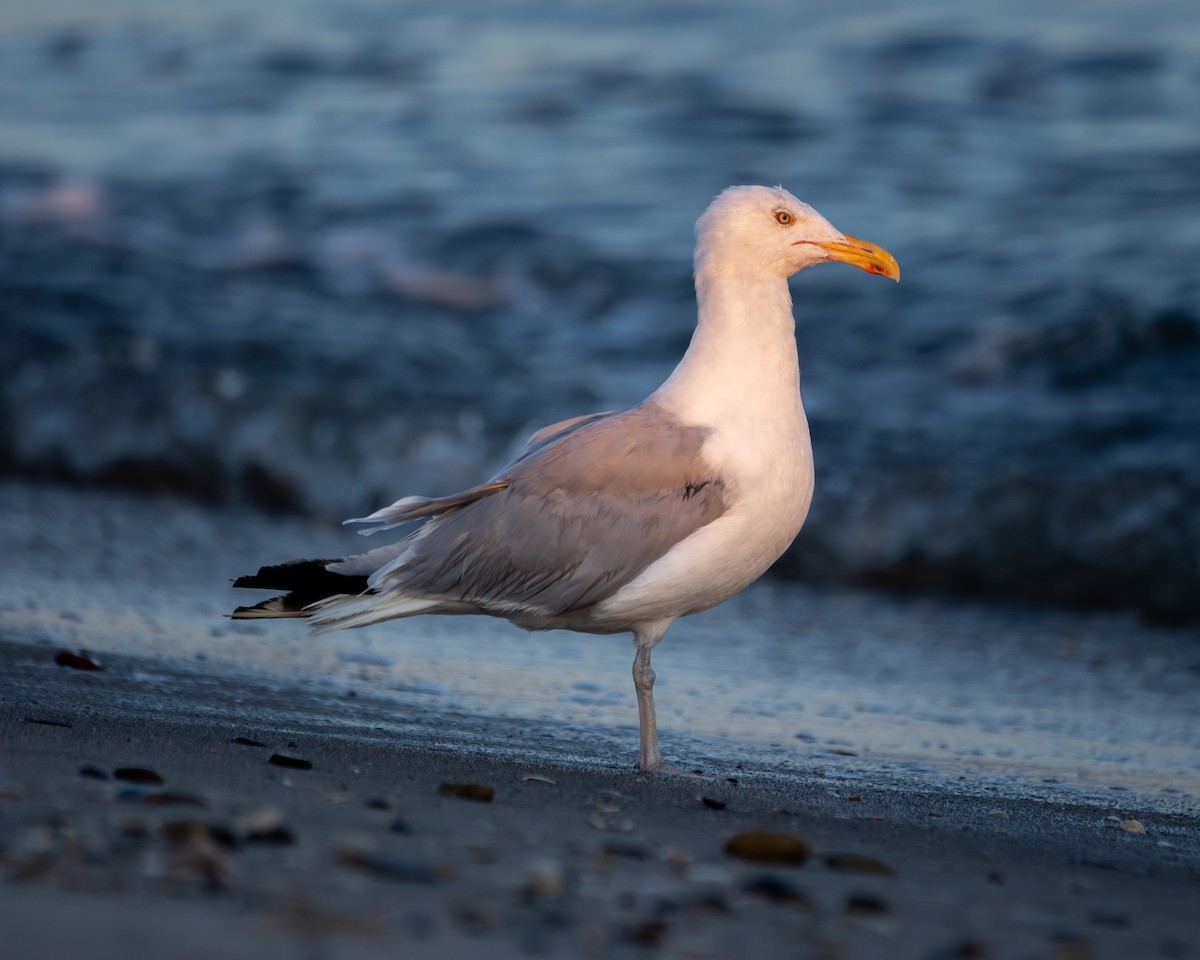 American Herring Gull - ML622943357