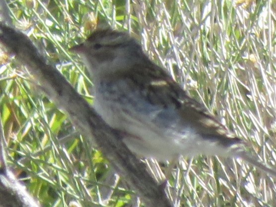 Chipping Sparrow - ML622943360