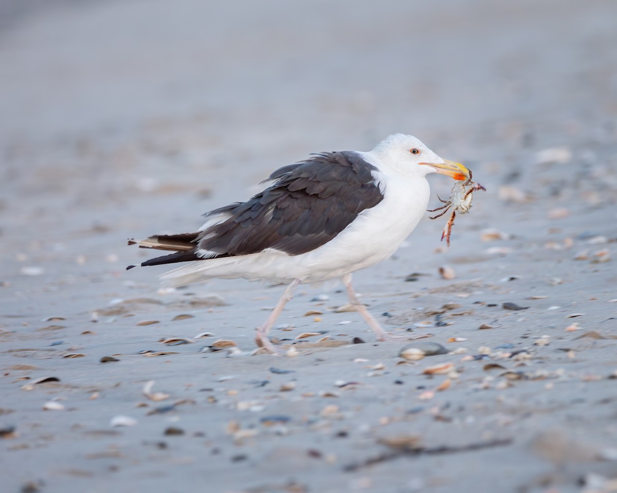 Great Black-backed Gull - ML622943362