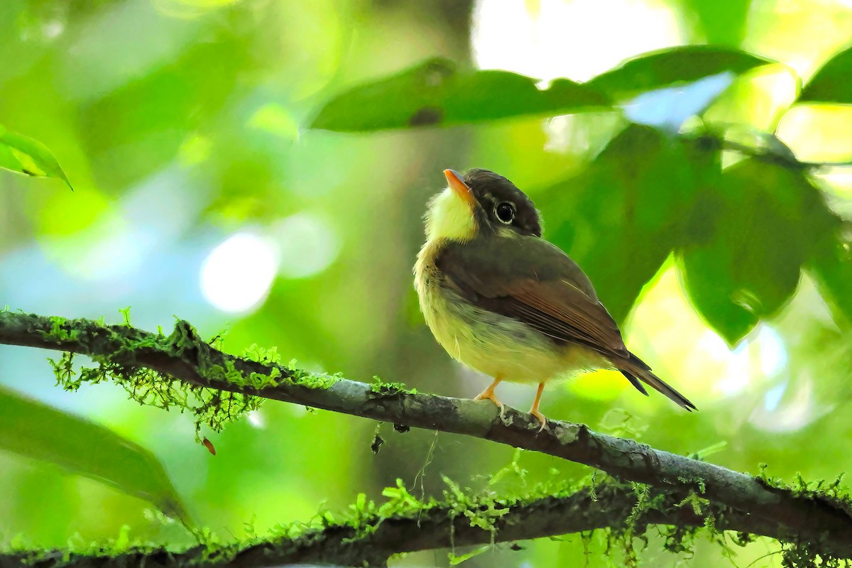 Russet-winged Spadebill - ML622943387