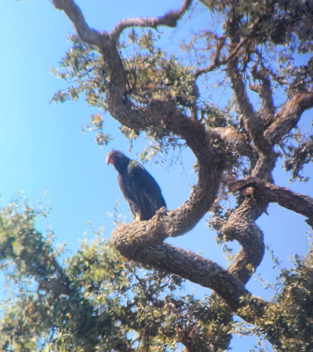 kondor kalifornský - ML622943448