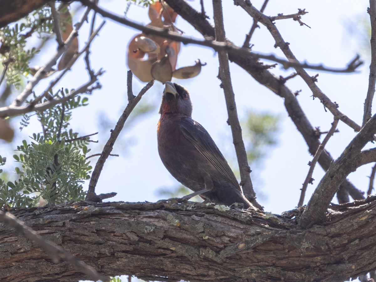 Varied Bunting - Bruce Aird