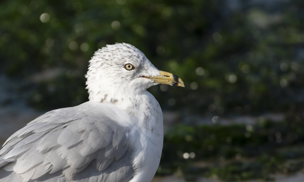 Ring-billed Gull - Heather Wolf