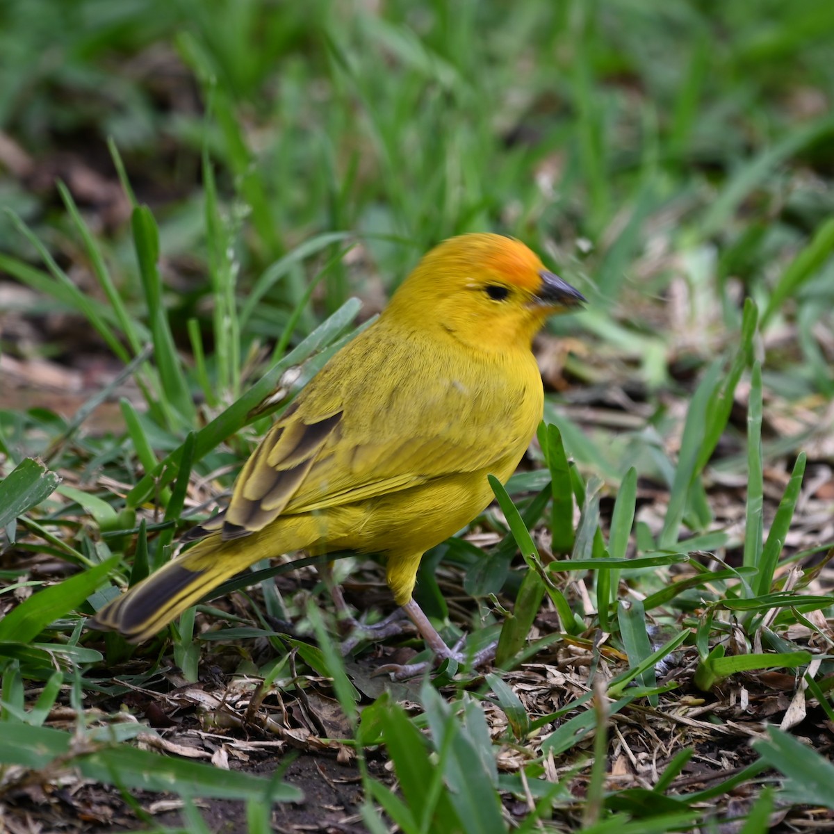 Saffron Finch - Andrew Campbell