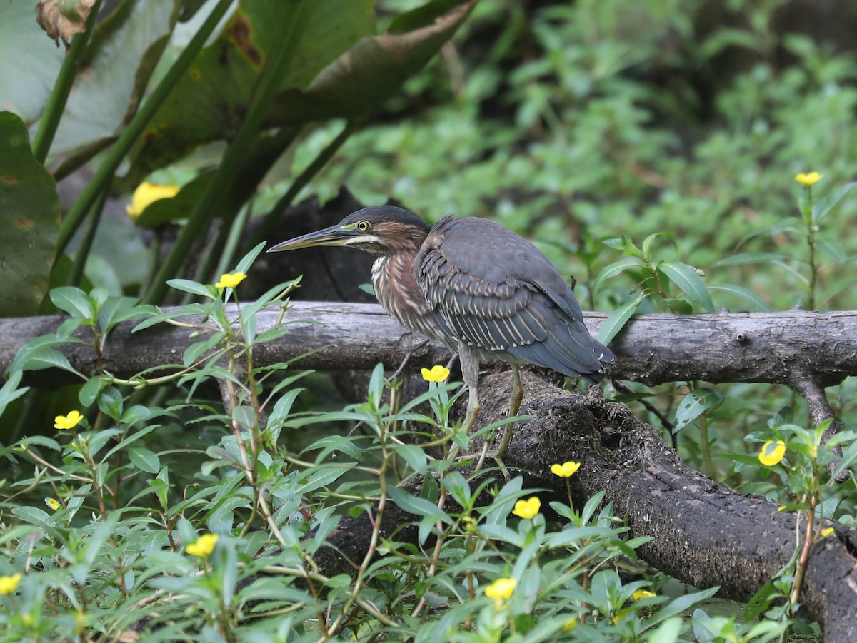 Green Heron - ML622943522