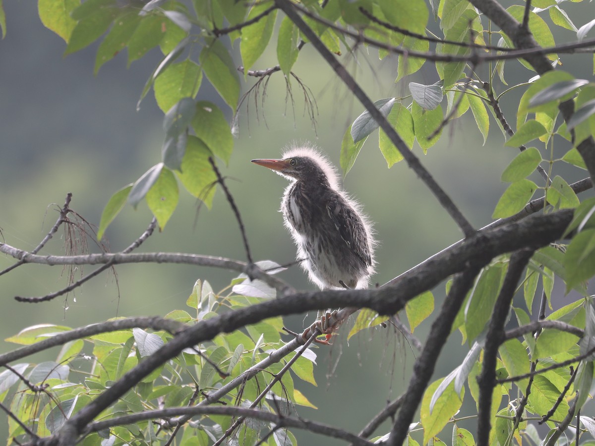 Green Heron - ML622943523