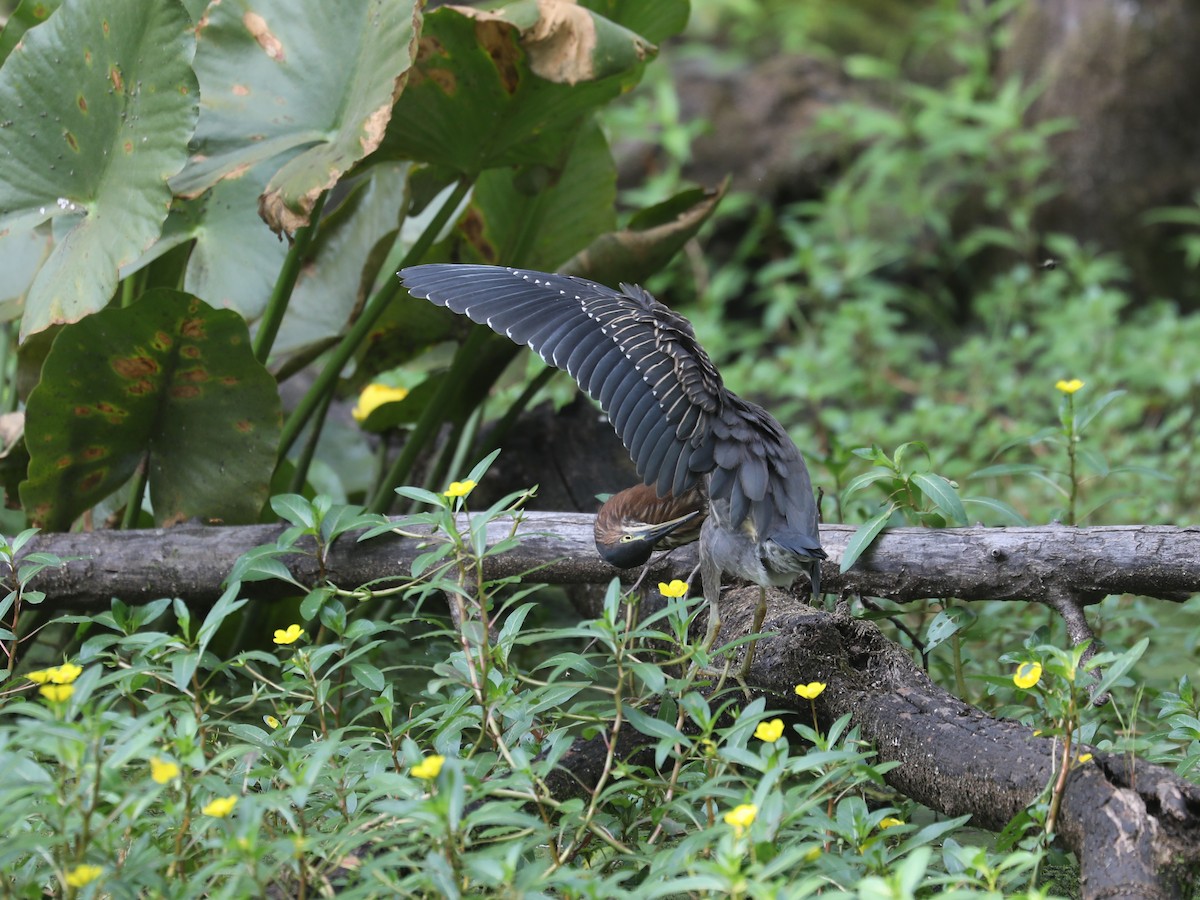 Green Heron - Daniel Hinnebusch