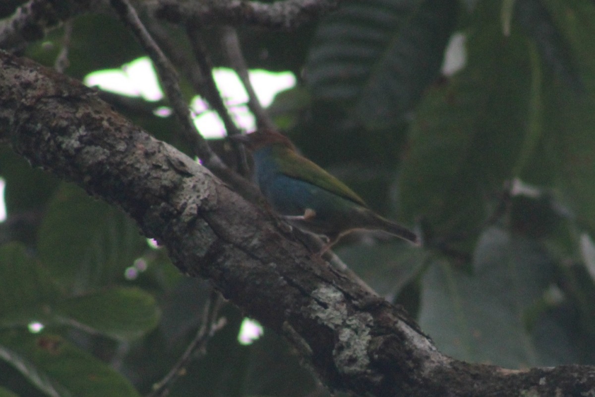 Bay-headed Tanager - ML622943546