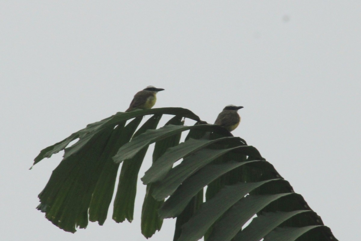 Boat-billed Flycatcher - ML622943567