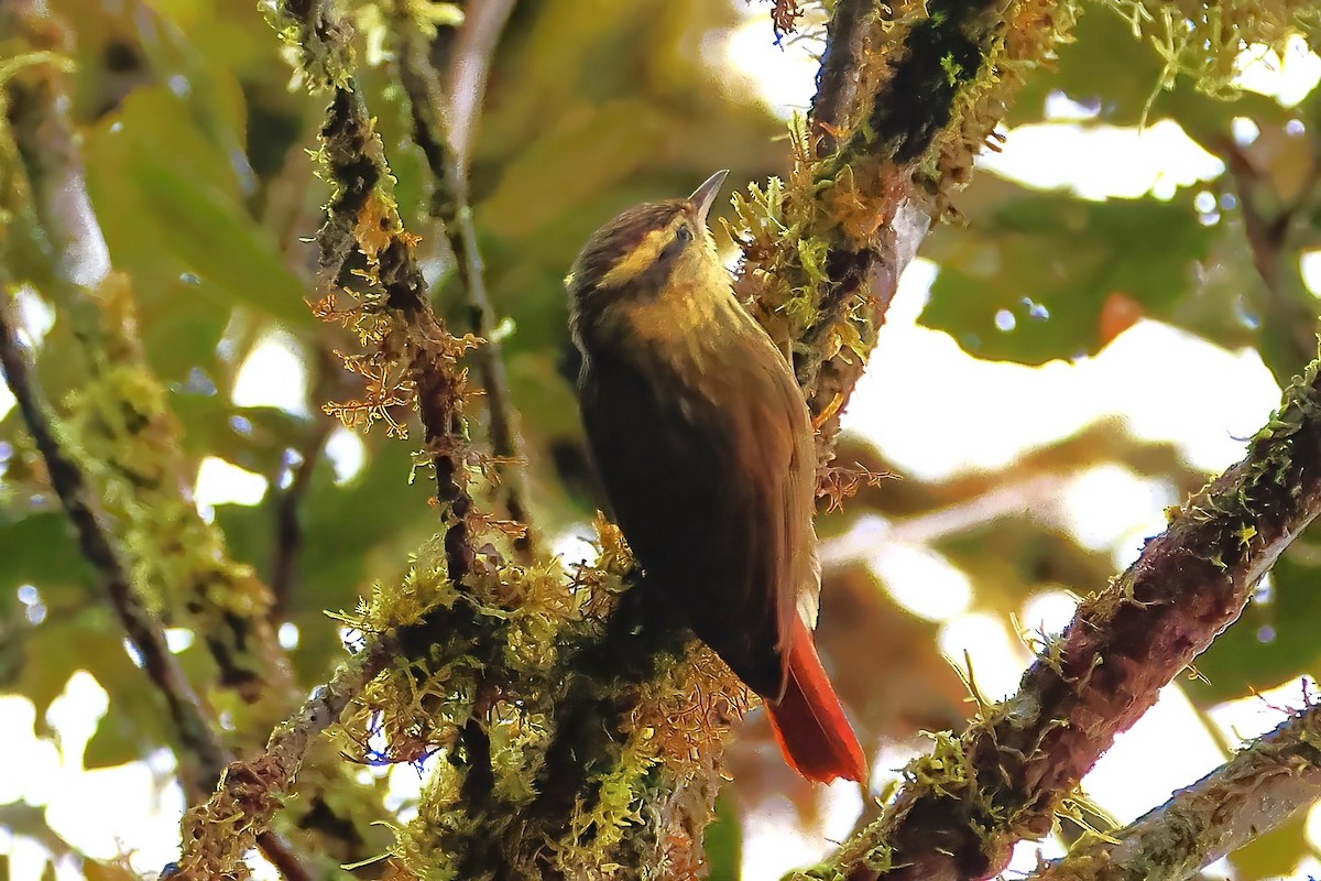 Sharp-billed Treehunter - ML622943574