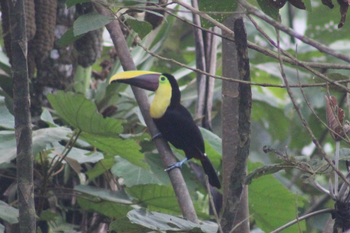 Yellow-throated Toucan - ML622943575