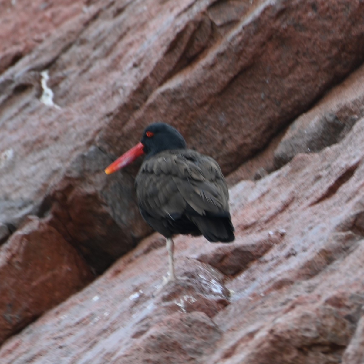 Blackish Oystercatcher - ML622943593