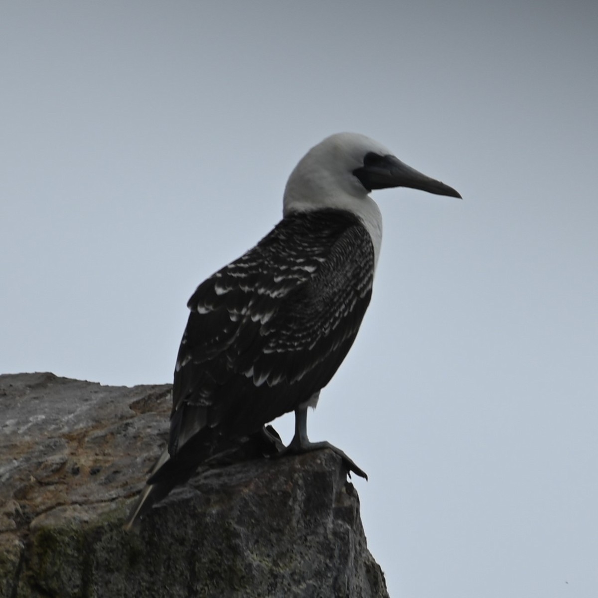 Peruvian Booby - ML622943596