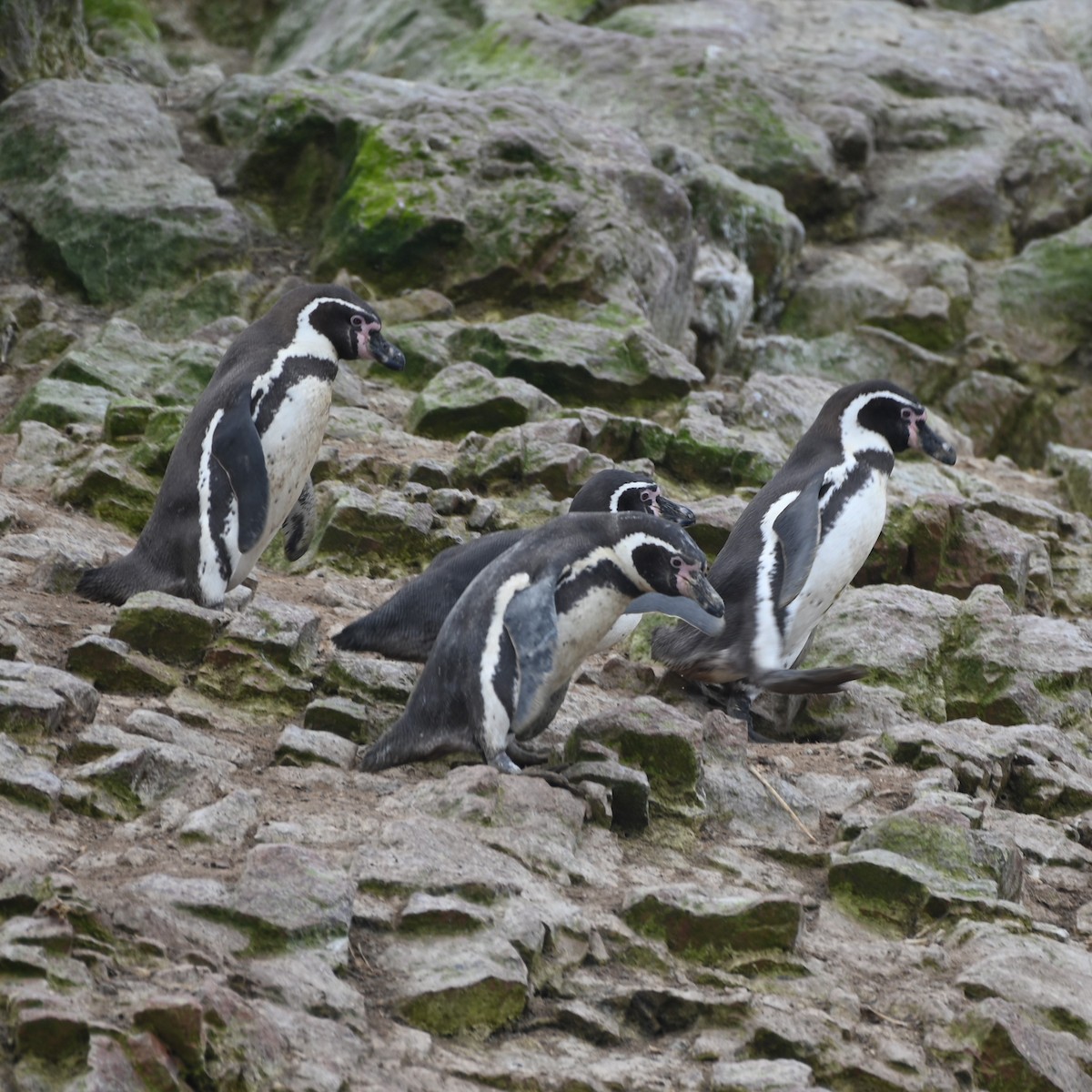 Humboldt Penguin - ML622943610