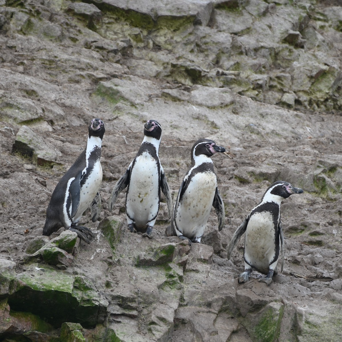 Humboldt Penguin - ML622943611