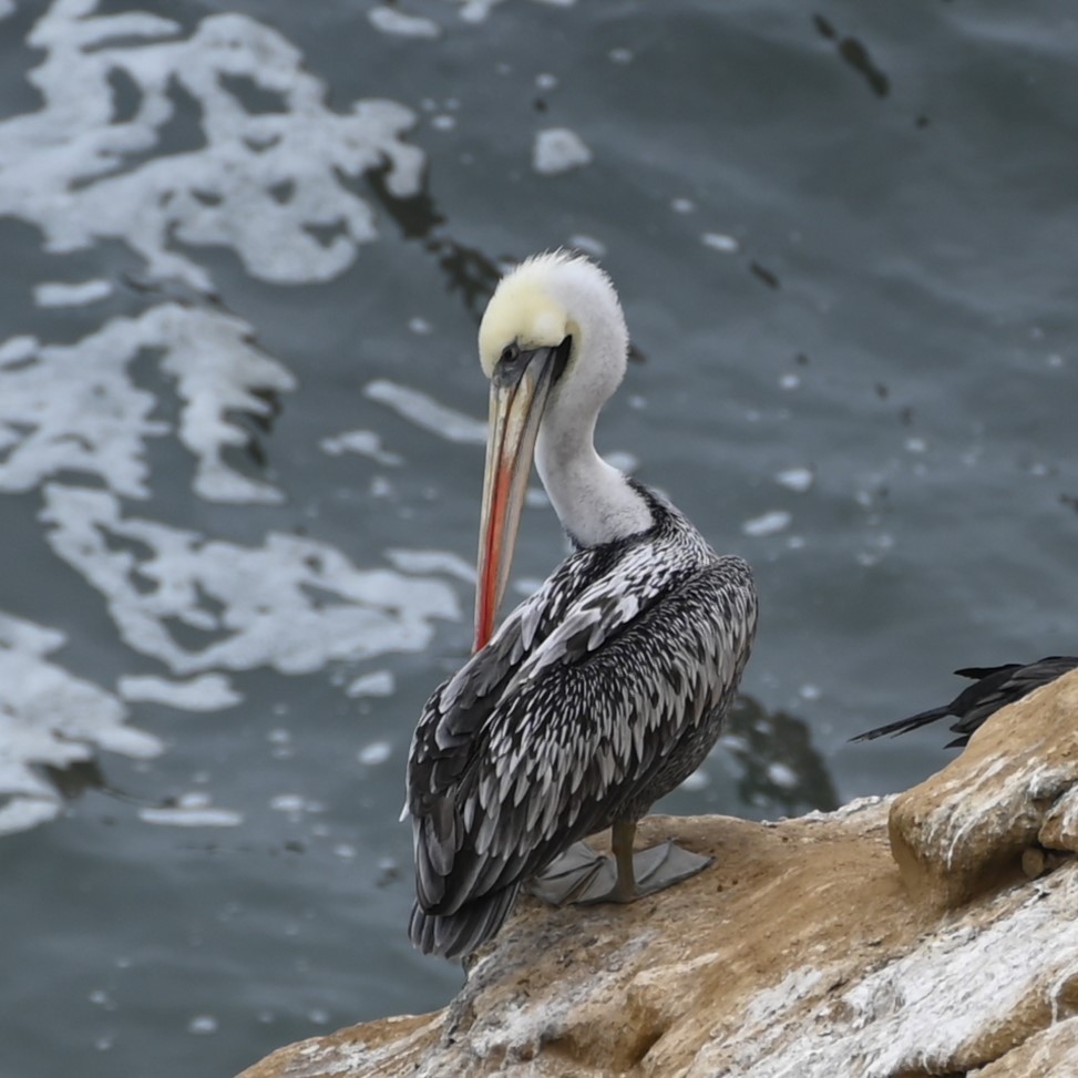 Peruvian Pelican - ML622943623