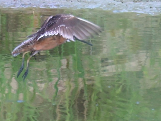 Long-billed Dowitcher - ML622943643