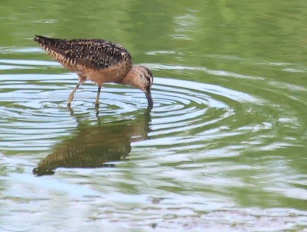 Long-billed Dowitcher - ML622943644