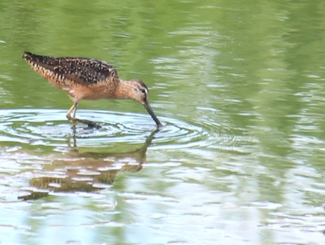 Long-billed Dowitcher - ML622943645