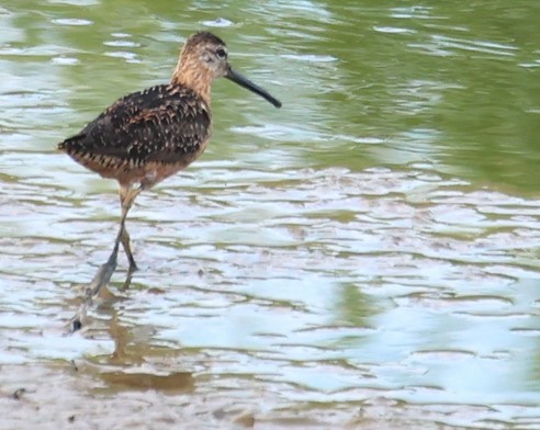 Long-billed Dowitcher - ML622943646