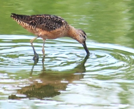 Long-billed Dowitcher - ML622943647