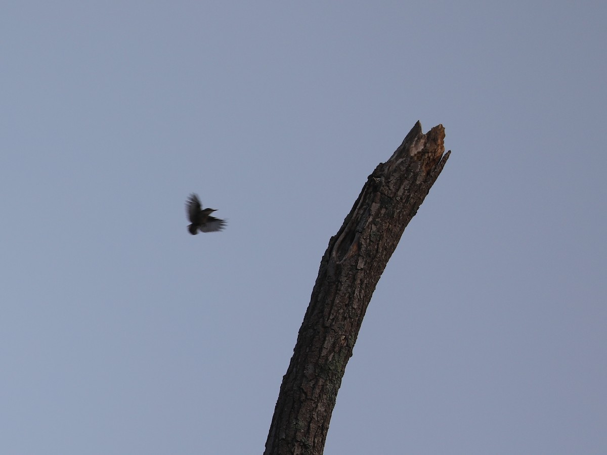 Brown-headed Nuthatch - ML622943664