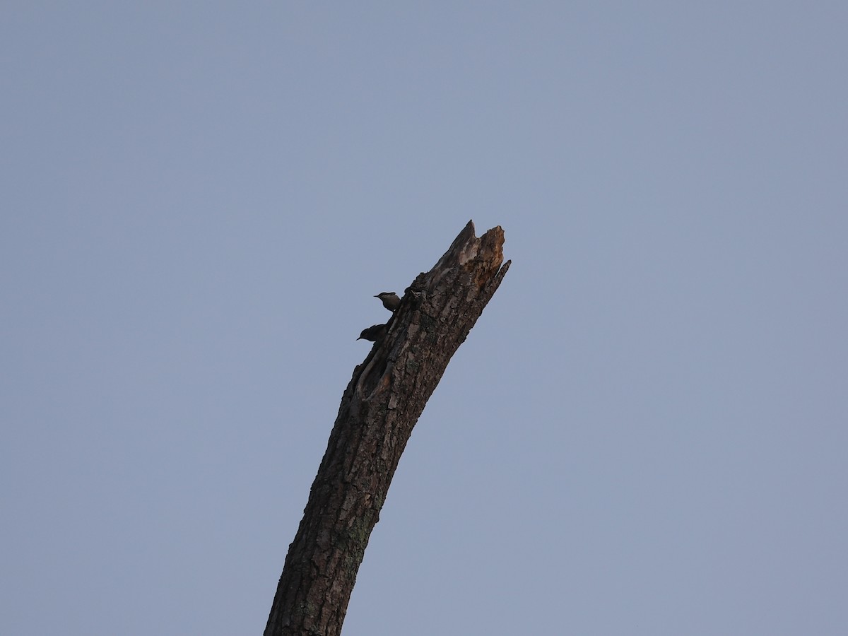 Brown-headed Nuthatch - ML622943665