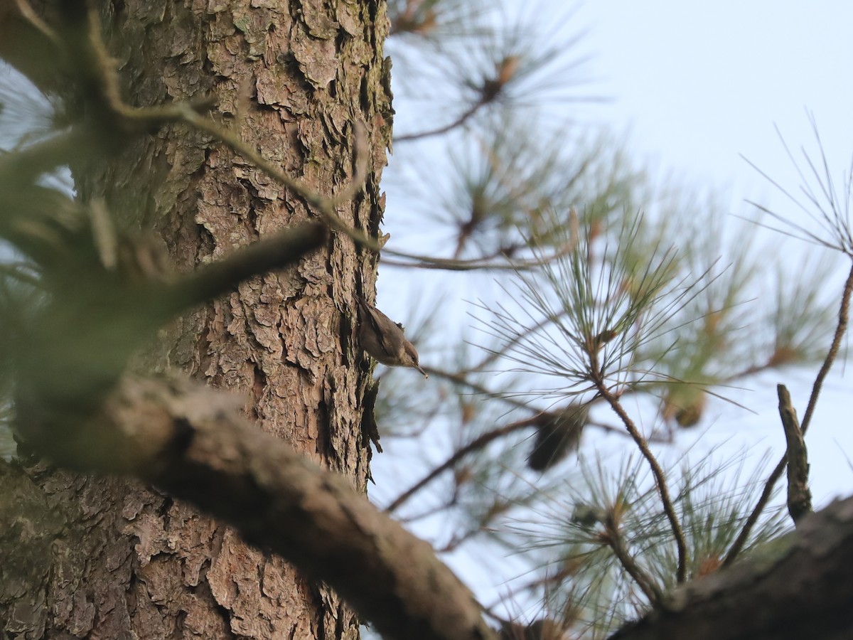 Brown-headed Nuthatch - ML622943666