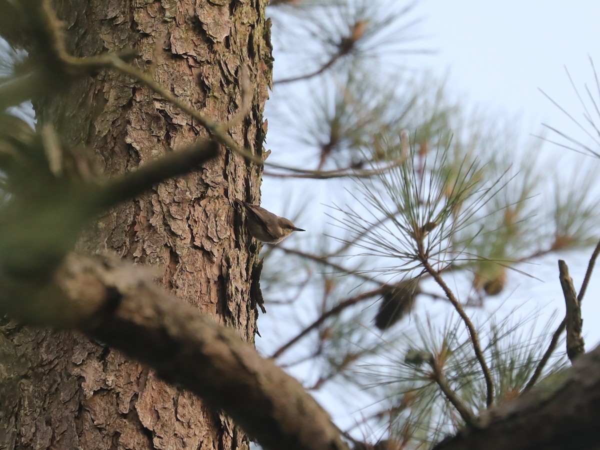 Brown-headed Nuthatch - ML622943667