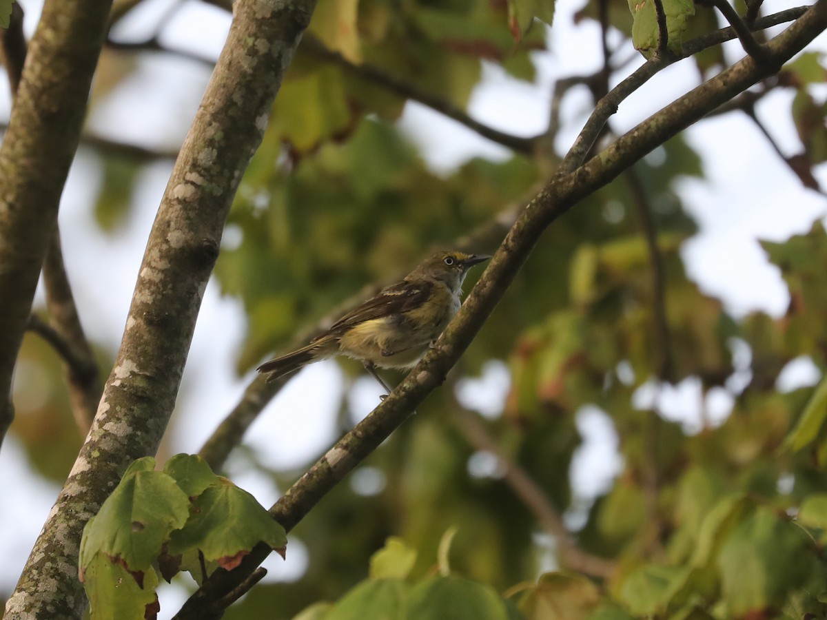 White-eyed Vireo - ML622943673