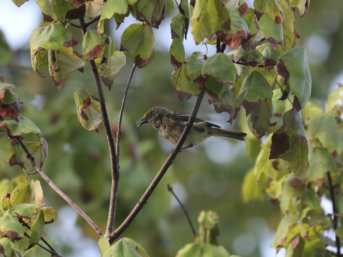 White-eyed Vireo - ML622943674