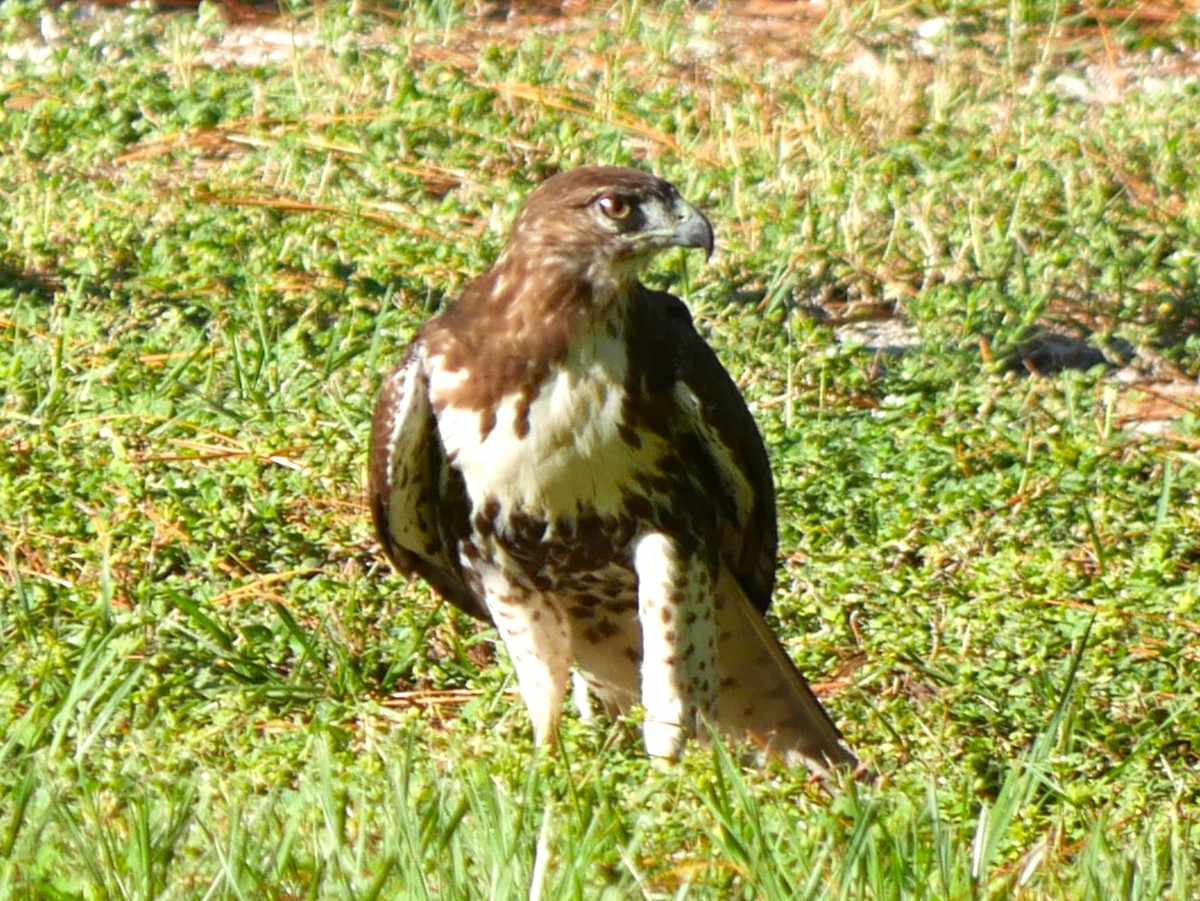 Red-tailed Hawk - ML622943681