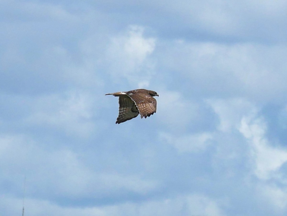 Red-tailed Hawk - ML622943687