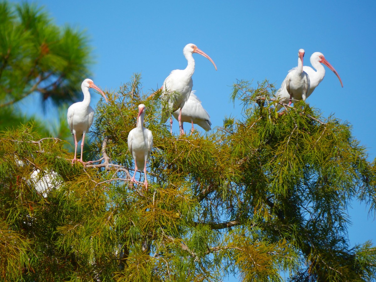 White Ibis - ML622943710