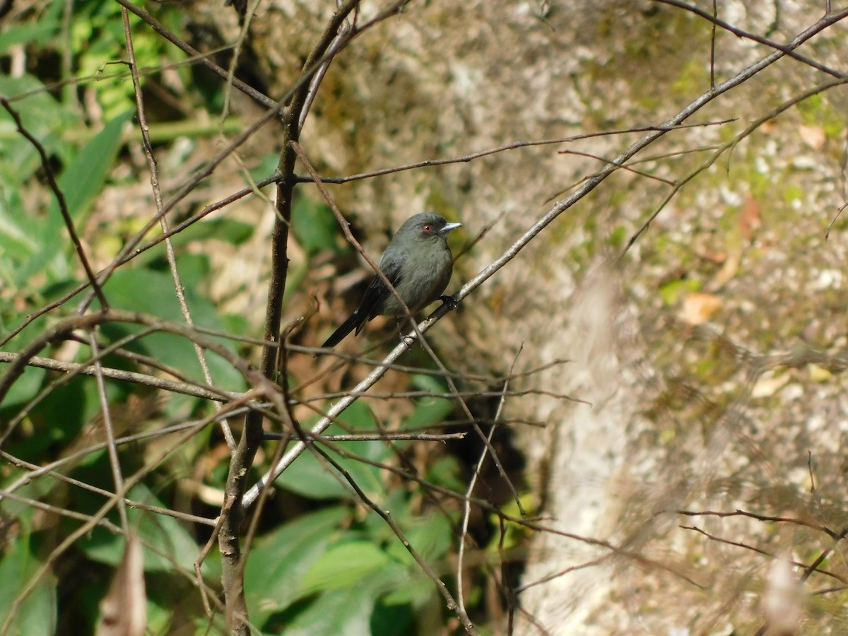 Plumbeous Black-Tyrant - Ara Castro