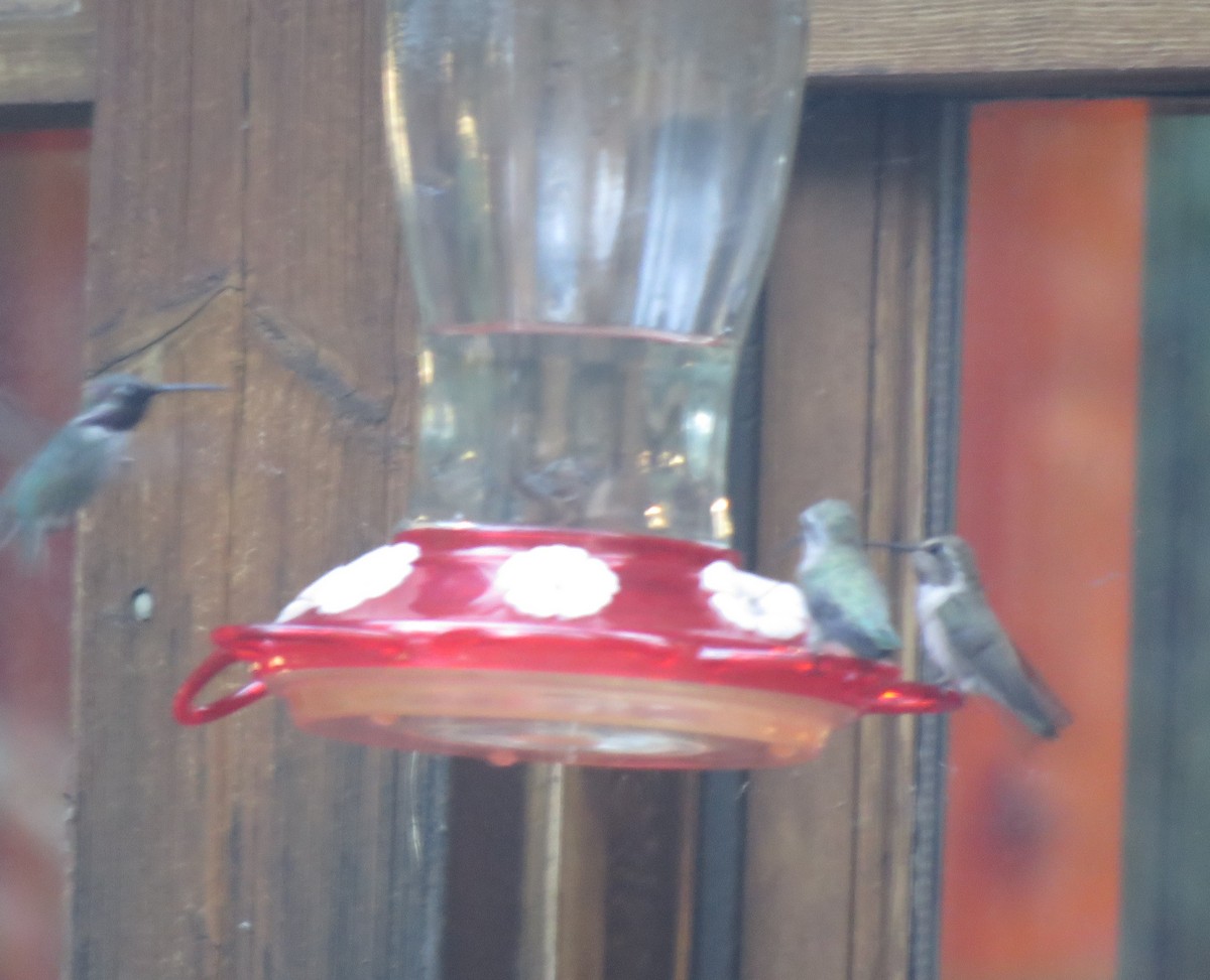 Costa's Hummingbird - ML622943855