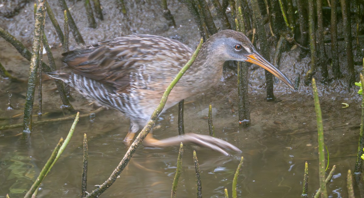 Clapper Rail - Jorge Odio