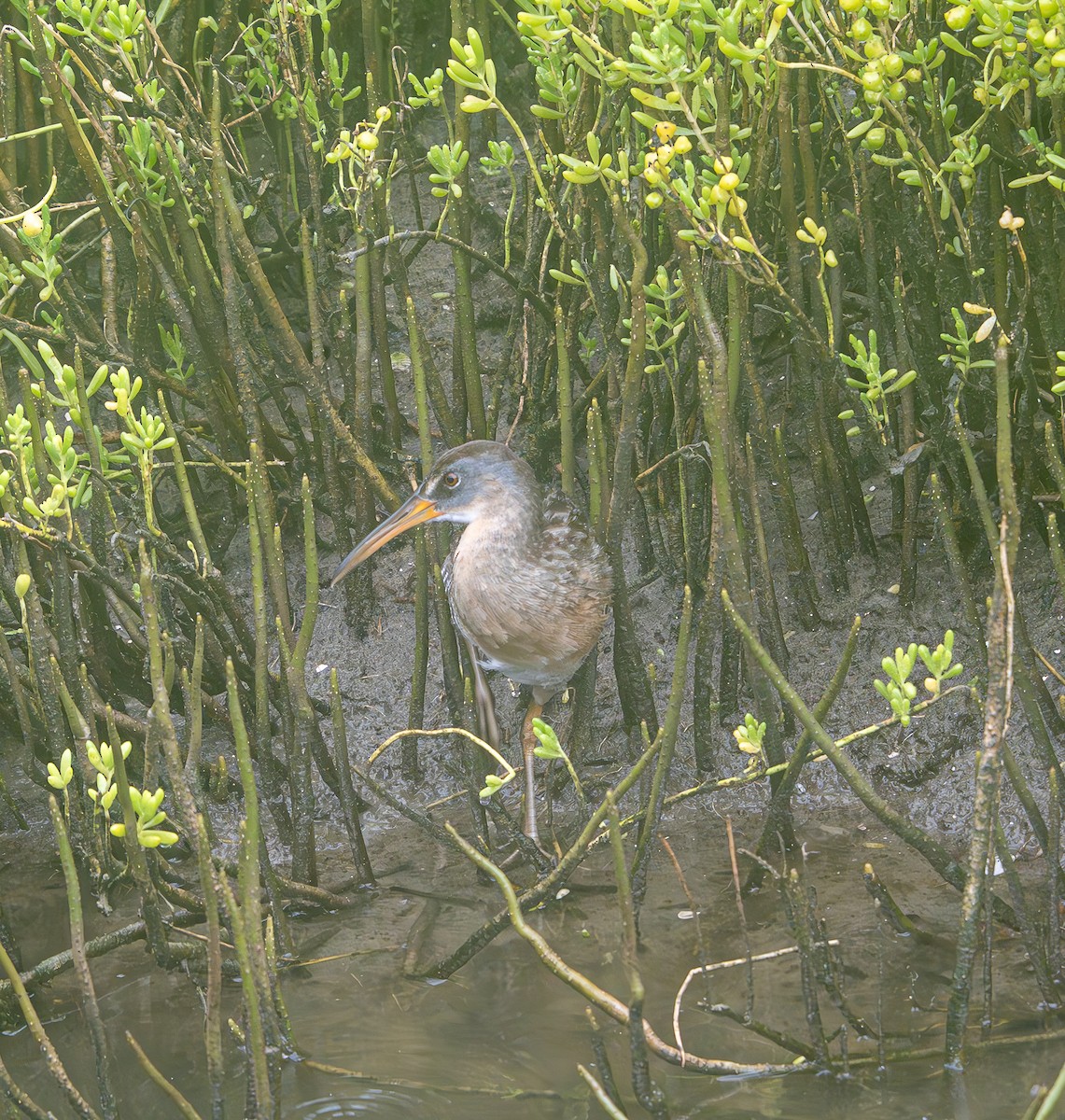 Clapper Rail - ML622943943