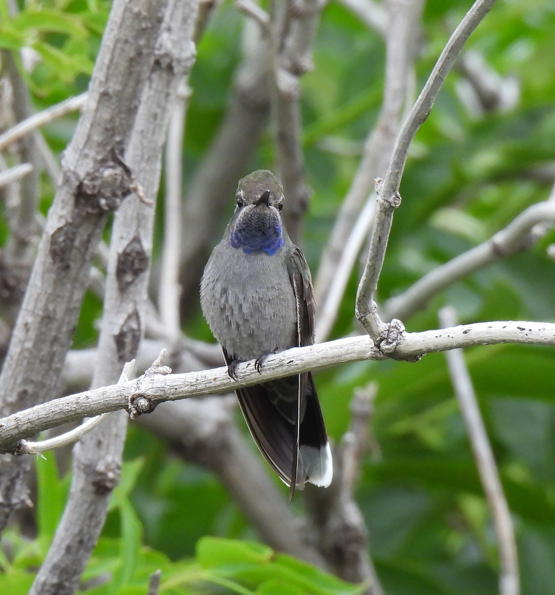 Blue-throated Mountain-gem - ML622943982