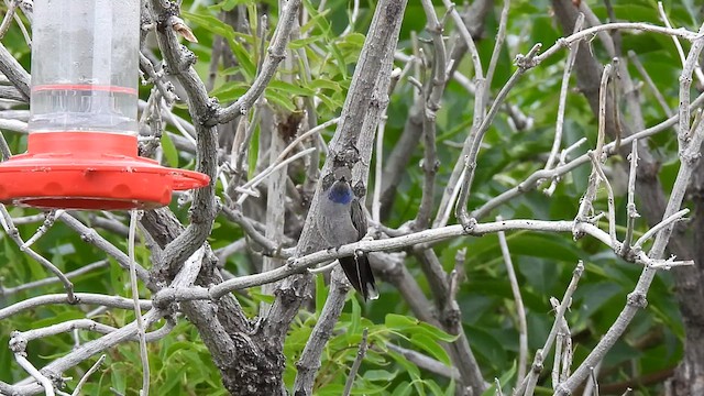 Blue-throated Mountain-gem - ML622943990