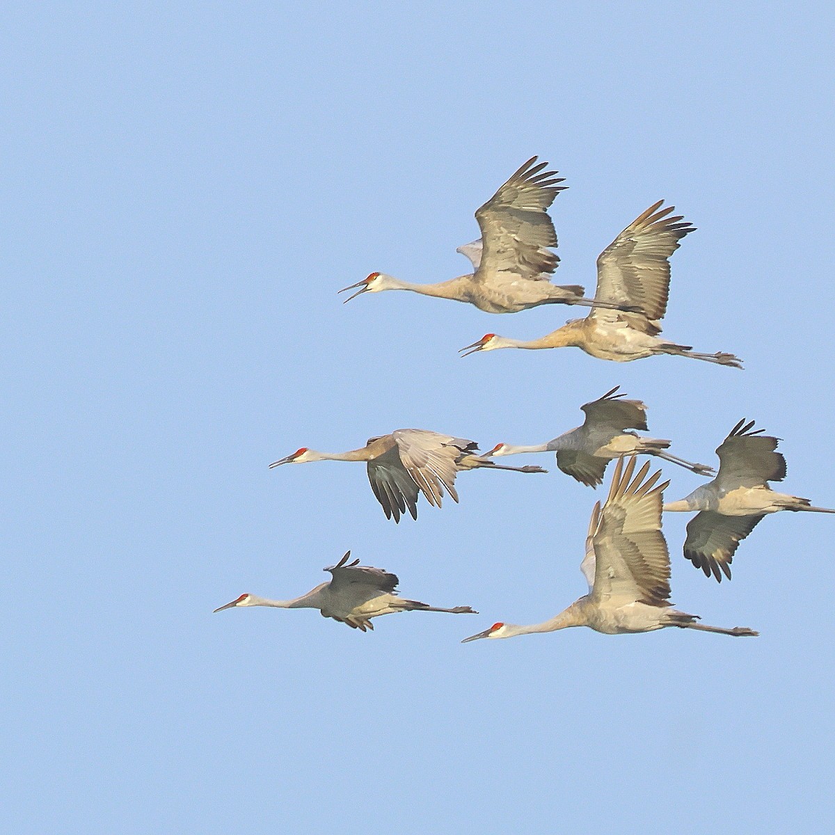 Sandhill Crane - ML622943995