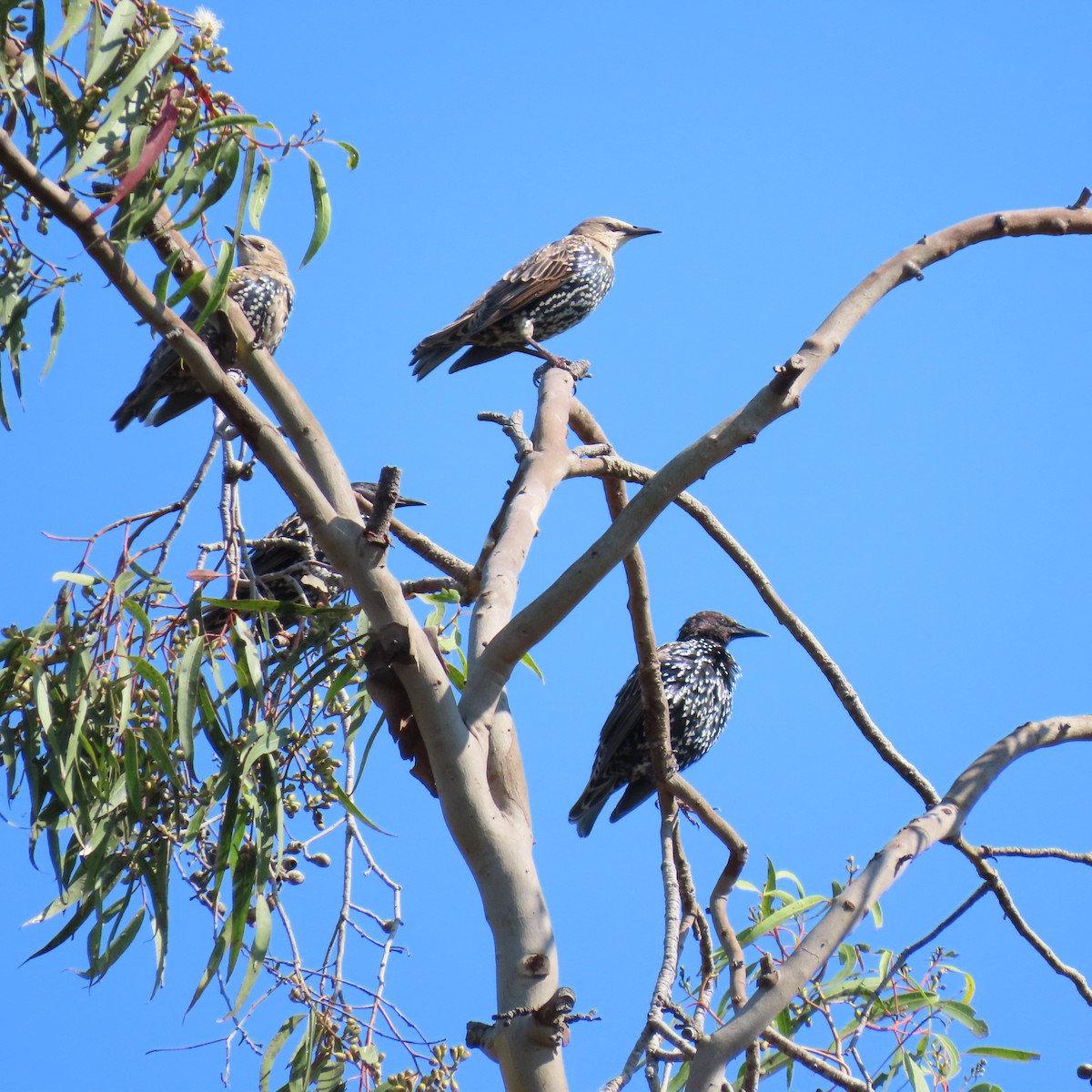 European Starling - ML622943997