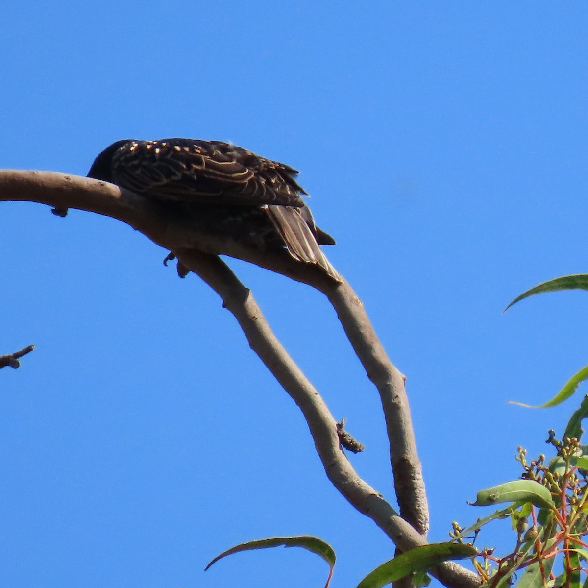 European Starling - ML622944030