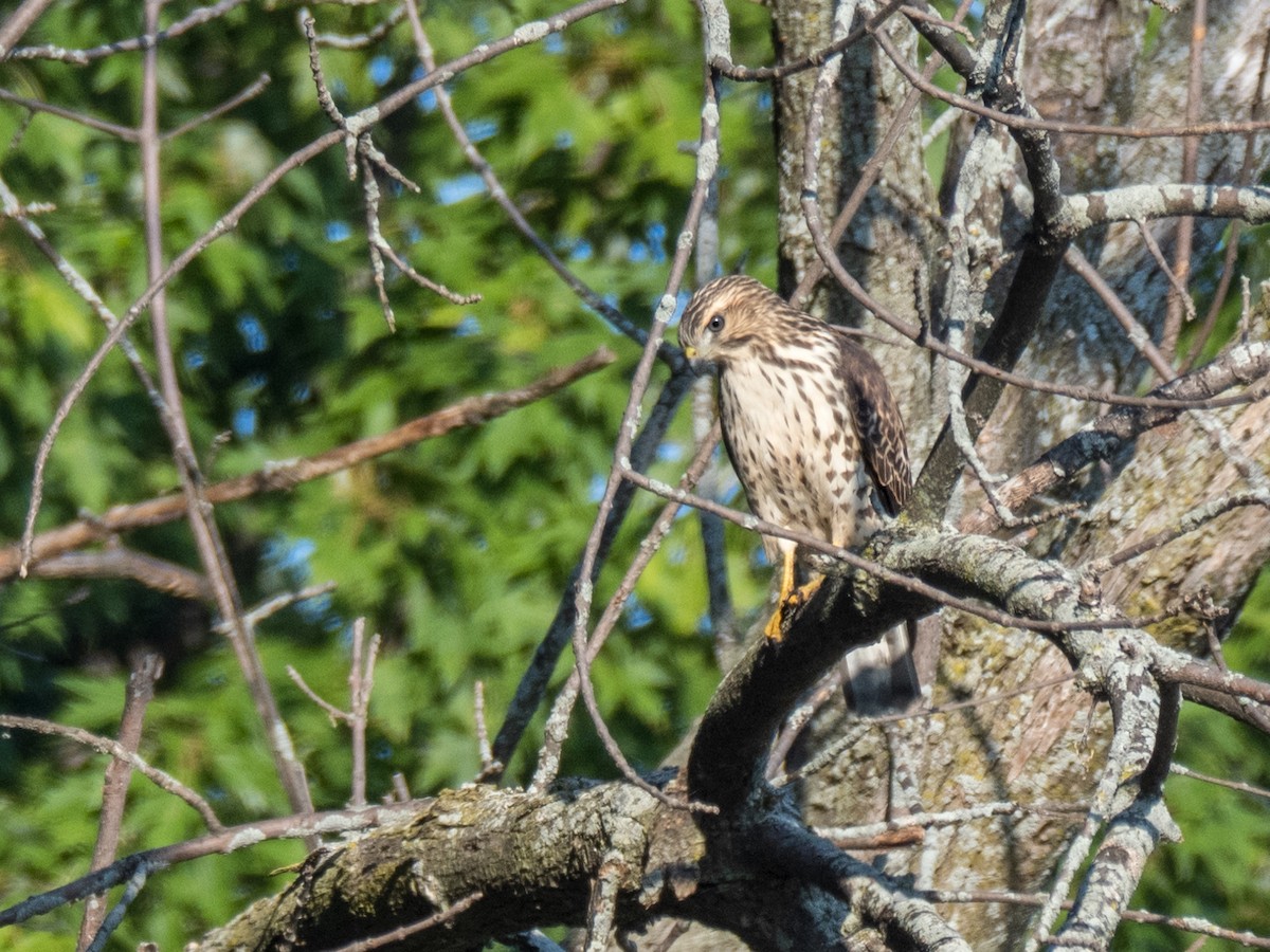 Cooper's Hawk - ML622944048