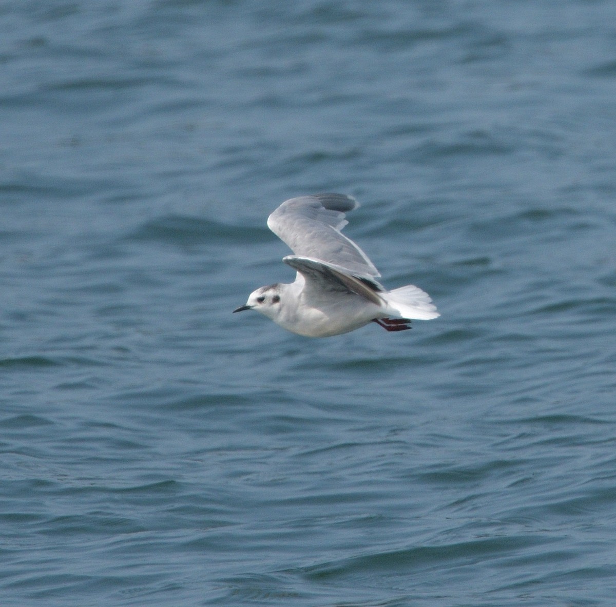 Little Gull - ML622944066