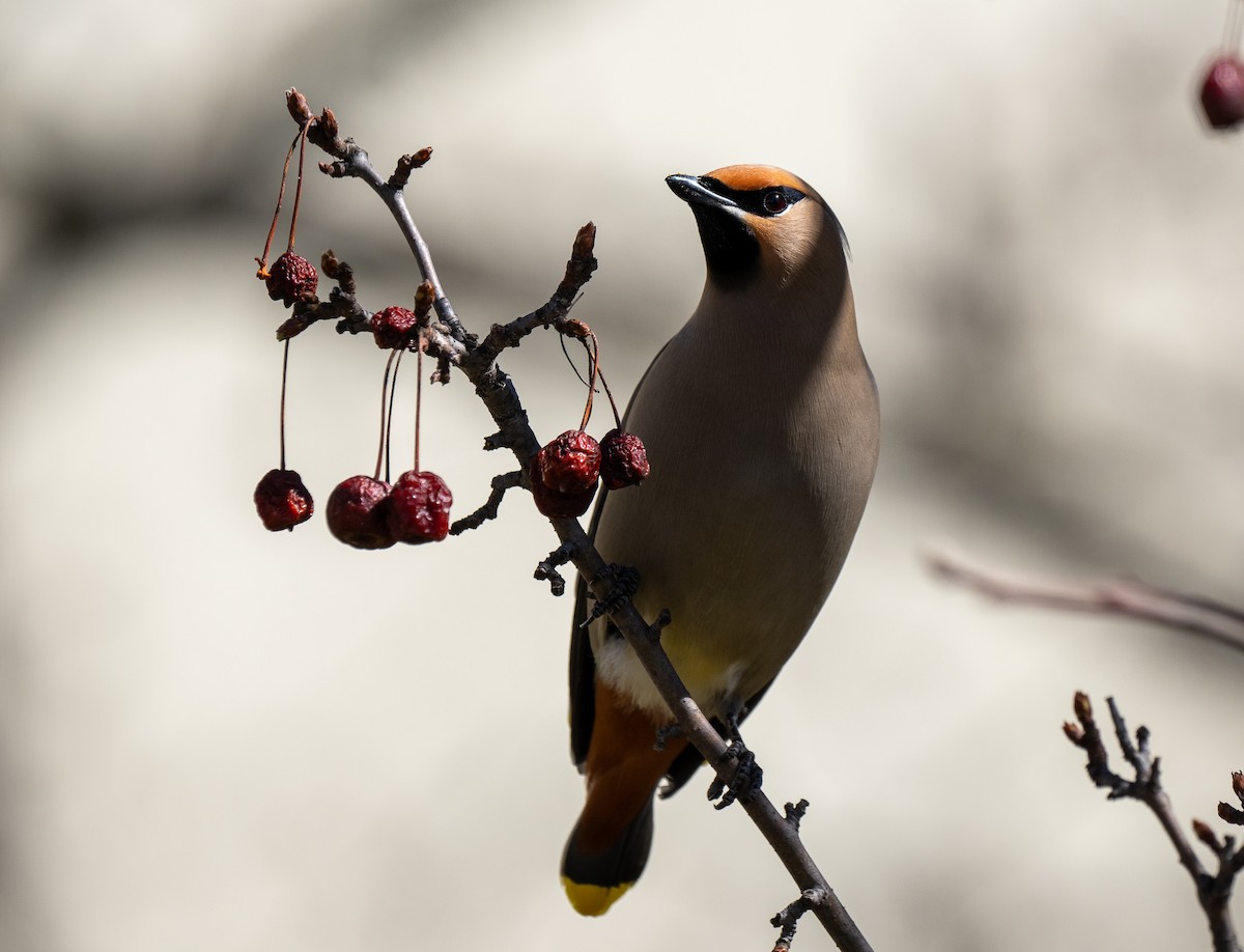 Bohemian Waxwing - ML622944067