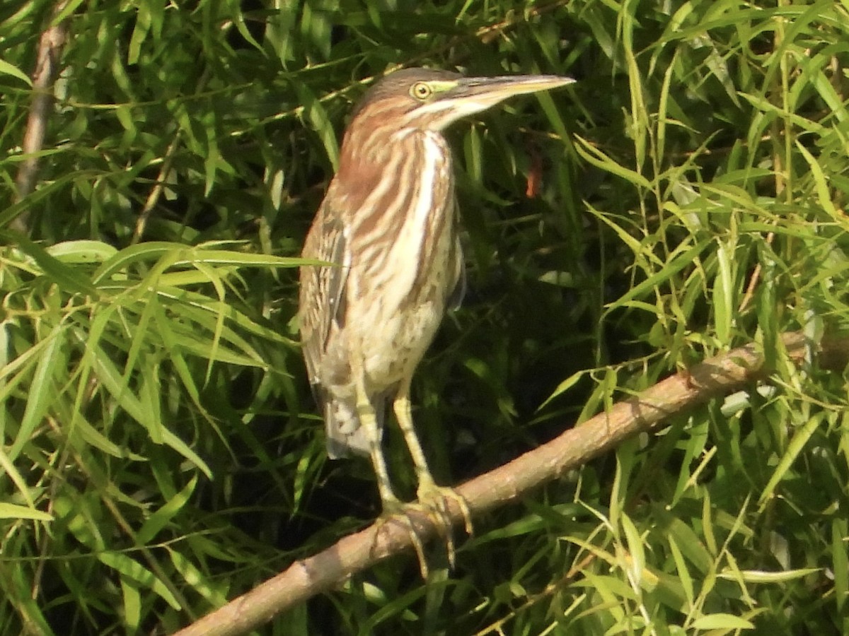 Green Heron - ML622944078